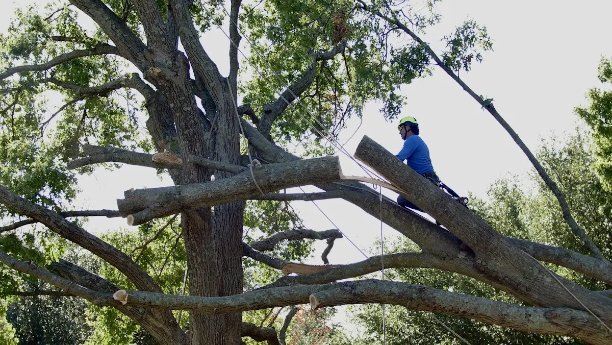 Professional Crown Thinning performed by certified arborists in Alburnett
