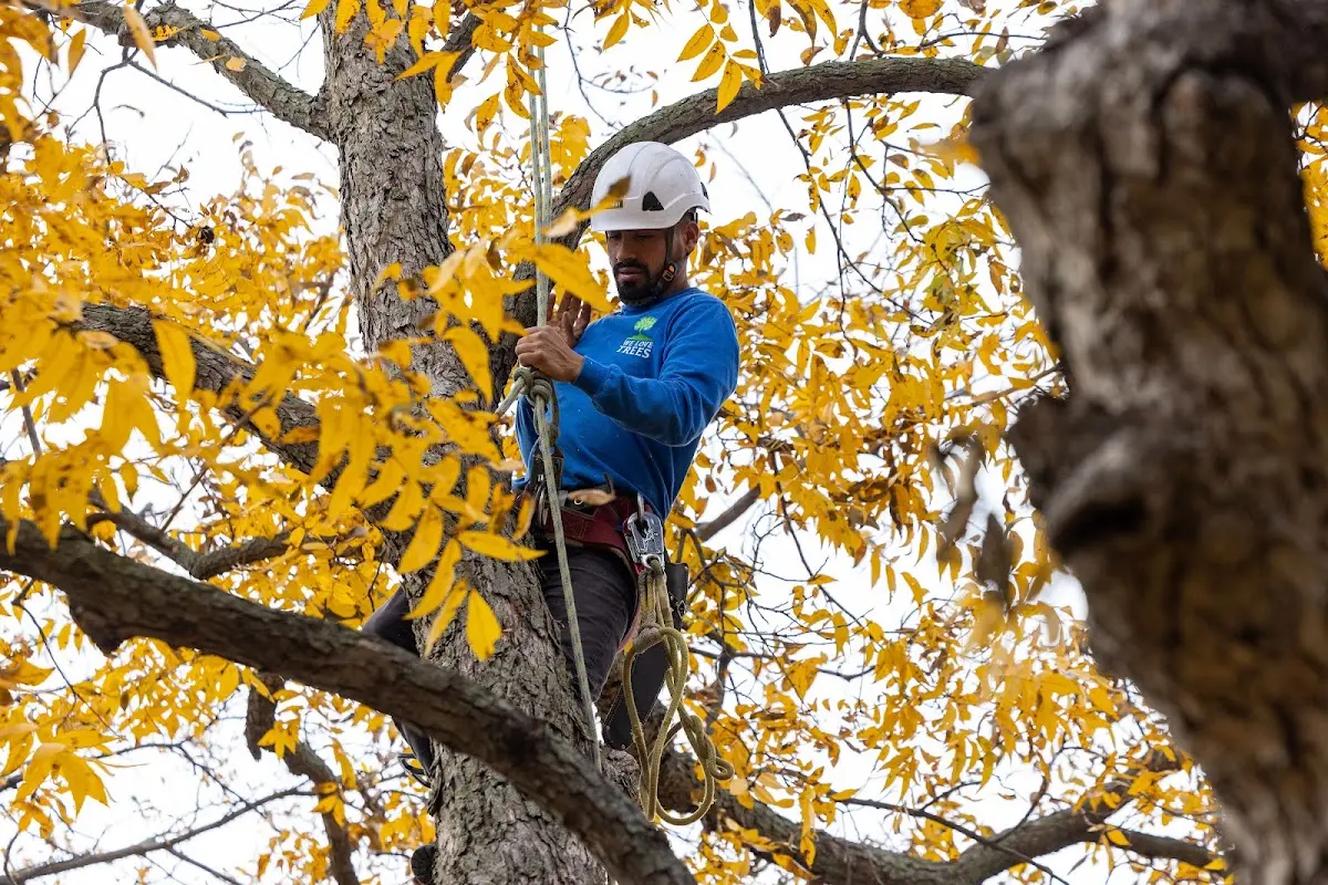 Skilled Tree Planting crew working in Alburnett