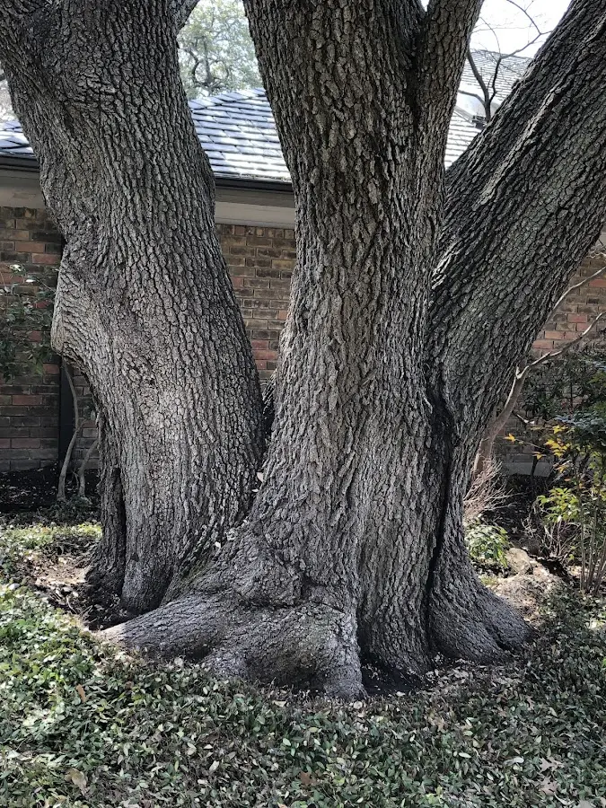 Mature heritage tree close to a Alburnett property cared for by certified arborists